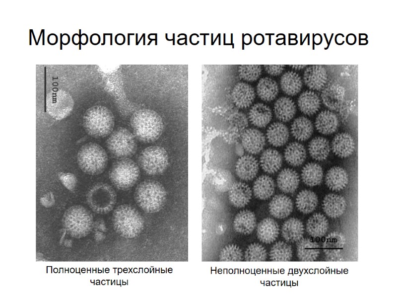 Морфология частиц ротавирусов Полноценные трехслойные частицы Неполноценные двухслойные частицы